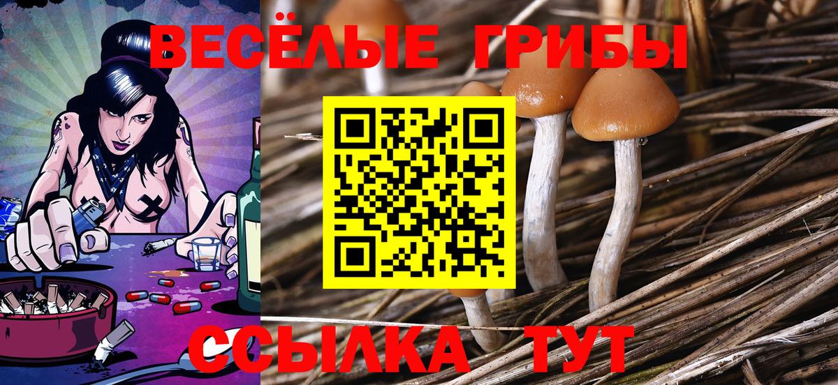 Псилоцибиновые грибы Psilocybe Снежинск
